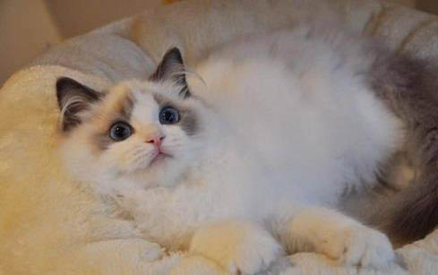 小猫两个月猫癣属于奶癣吗