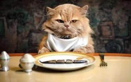 猫咪吸多了猫薄荷有害吗