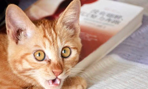 刚买回家猫咬人
