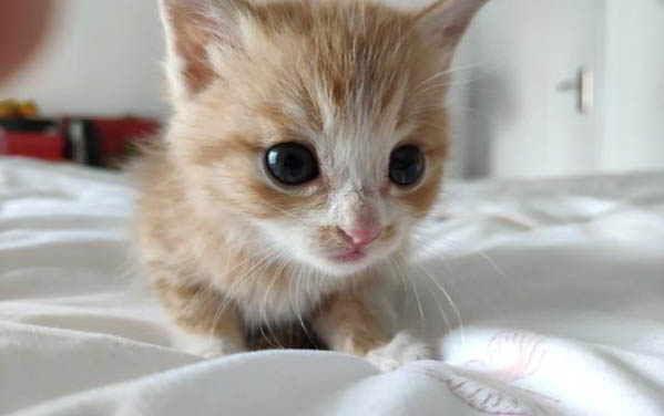 一个月左右的小奶猫可以洗澡吗