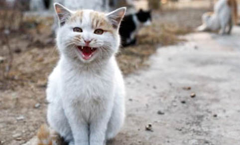 遇见流浪猫可以喂什么
