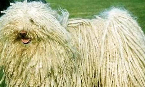 波利犬身体发抖的原因及处理方法