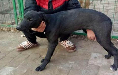 格力犬价格一般多少钱一只?