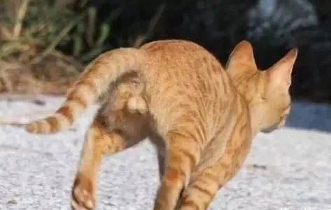 请问猫咪呕吐的原因及处理方法?