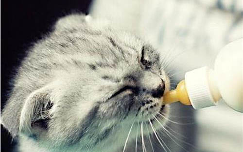 请问猫咪呕吐的原因及处理方法?