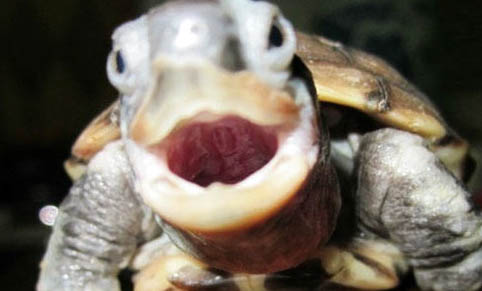 乌龟得了白眼病是怎么回事