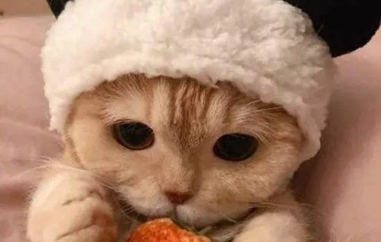 猫老是挠耳朵周围都挠坏了