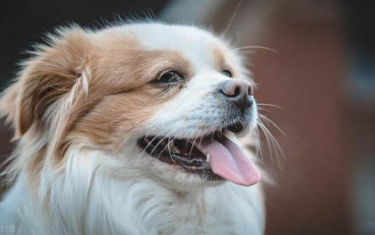 买狗狗在哪里买比较好