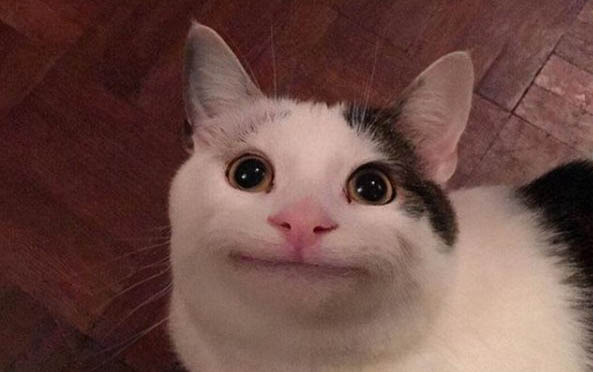 猫咪怀孕几个月能看出来