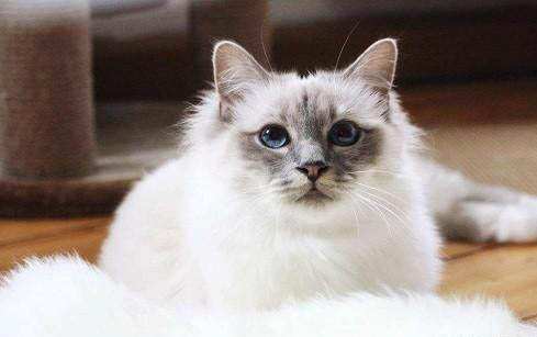 猫咪拉稀是怎么回事啊？