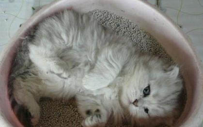猫的胡子有什么作用