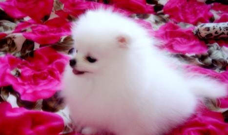 博美犬好不好养?