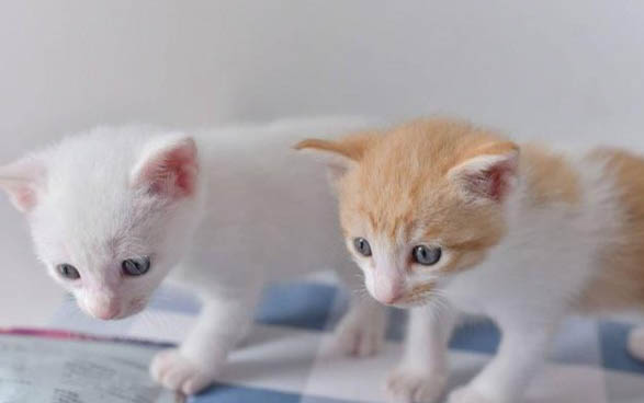 小猫感冒一般几天自愈