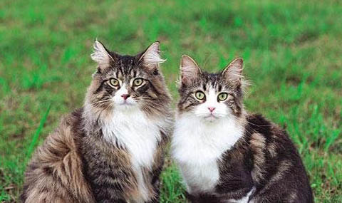 挪威森林猫多少钱一只?