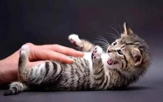 猫咪体外驱虫后多久才能洗澡