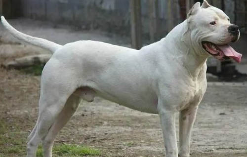 阿根廷杜高犬多少钱一只