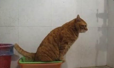 宠物猫洗澡用人的沐浴露可以吗