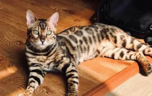 孟加拉豹猫猫咪的饮食禁忌是什么