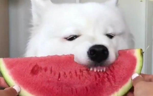 两个月小狗拉稀怎么治疗