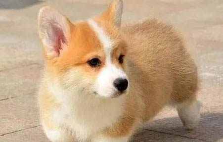 狗狗处方狗粮要吃多久?
