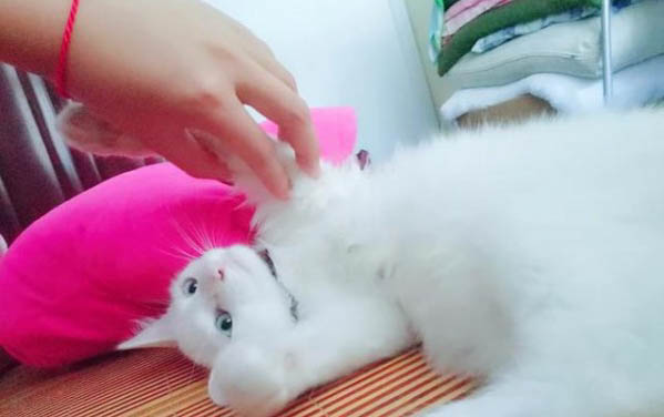 怎么训练小猫作揖