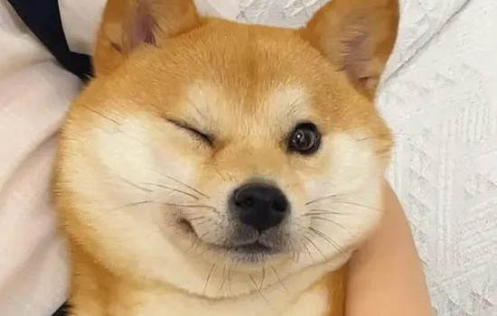 柴犬和秋田犬区分方法