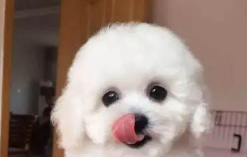 狗狗究竟有多恨主人