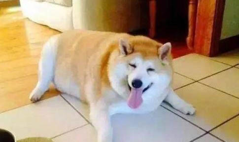 狗狗有耳螨怎么处理