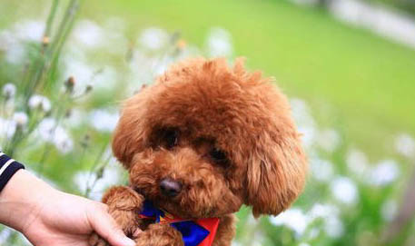 泰迪犬散步需要注意些什么