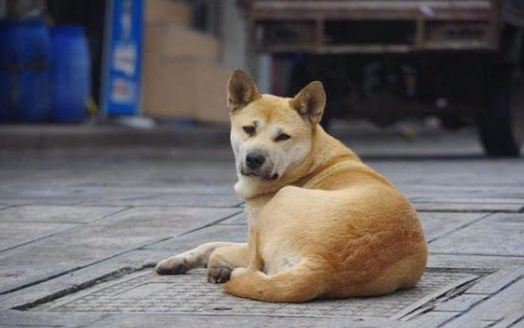 狗狗为什么不能吃芹菜