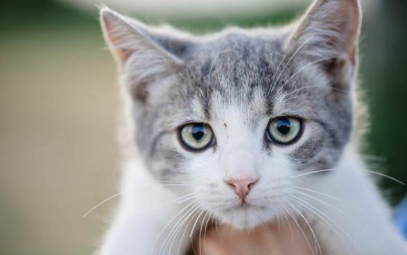 猫咪耳螨与耳垢区别