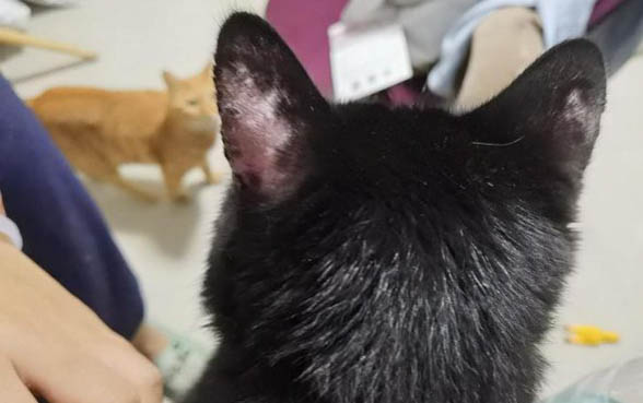 如何刺激猫排尿