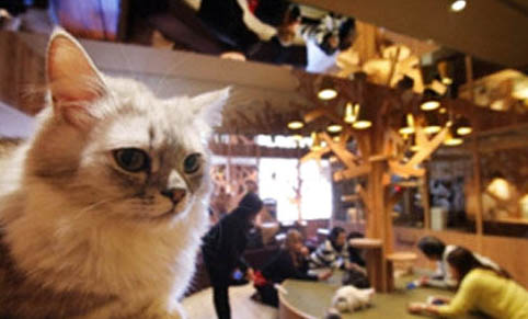 猫不吃不喝没精神的原因?