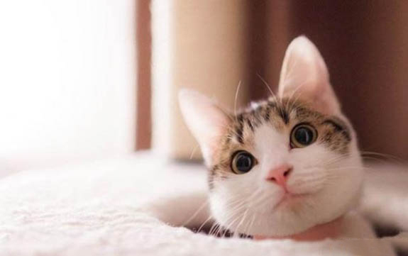小猫尿道流血