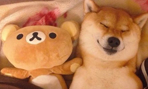 柴犬属于中型犬吗?