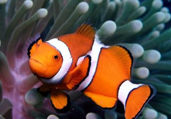 小丑鱼最喜欢珊瑚还是海葵