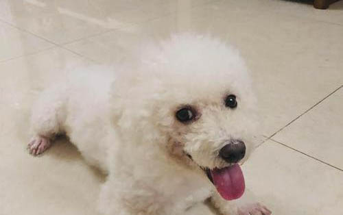 怎样给比熊犬剪毛视频