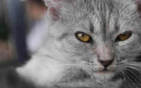 猫呕吐不吃饭能自愈吗