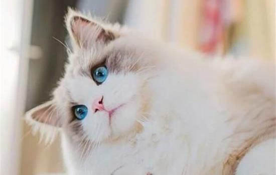 怎么挑选布偶猫幼猫