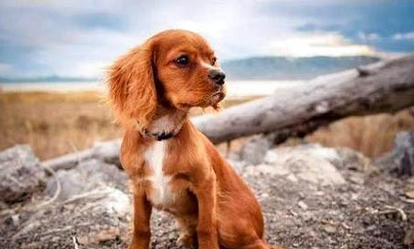 边境牧羊犬的训练方法有哪些