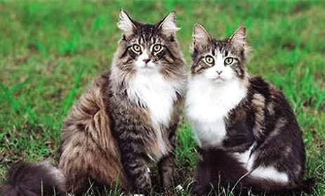 缅因猫花色分类图解