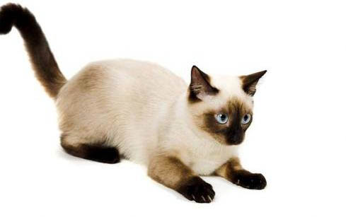 为什么猫薄荷会让猫疯狂