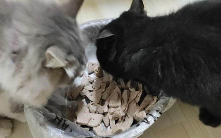 小猫肚子大后腿无力是怎么回事啊？