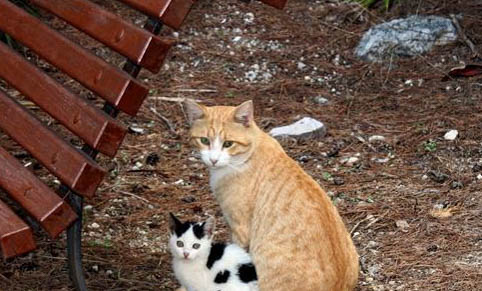 流浪猫冬天会不会冻死呢