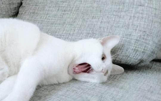 杀虫剂对猫咪有伤害吗