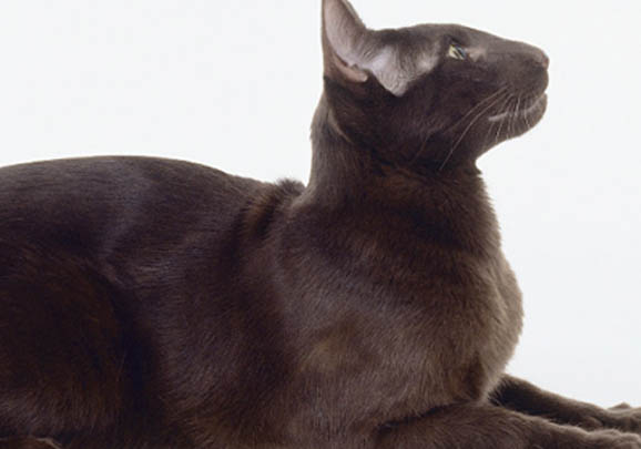 哈瓦那猫呕吐拉肚子的原因及处理方法