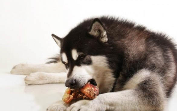 狗狗吹风机的使用