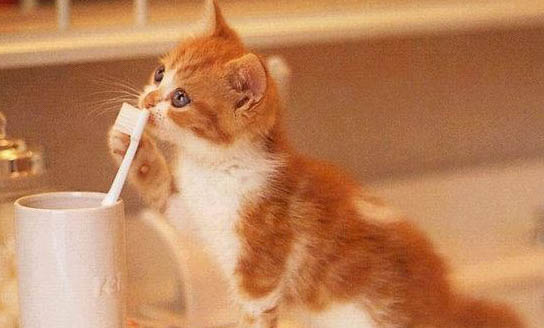 猫咪能吃的20种食物