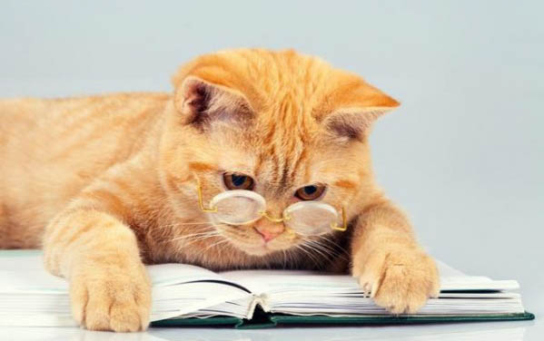 小猫叫不出声音是什么原因
