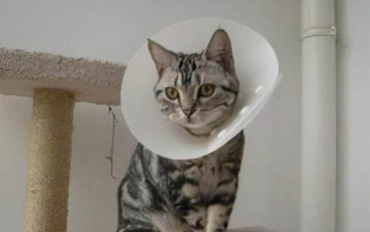 猫耳朵前面秃了咋回事